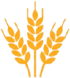 Wheat